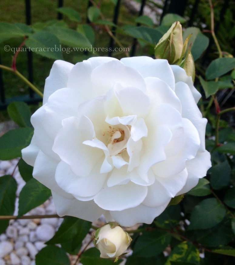 The very first rose to bloom in my garden this Spring- rosa "Iceberg"